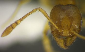 Media type: image;   Entomology 34244 Aspect: head frontal view
